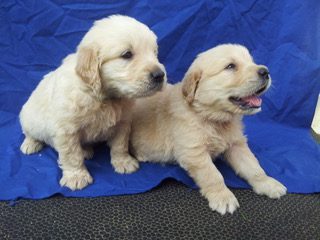 Golden Retriever Pupplies for Sale | Atlanta | Cartersville, Georgia