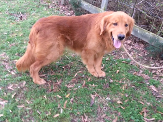 for sale indiana golden retrievers Adult
