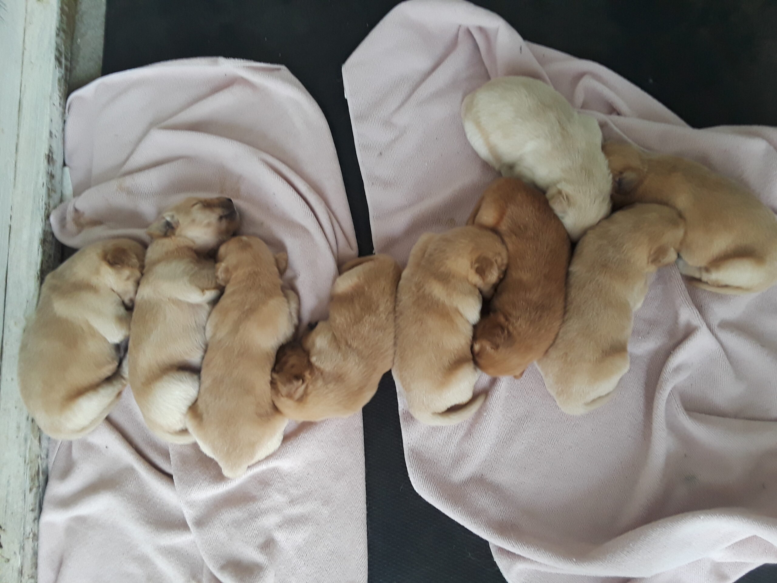 Golden Retriever Puppies Available