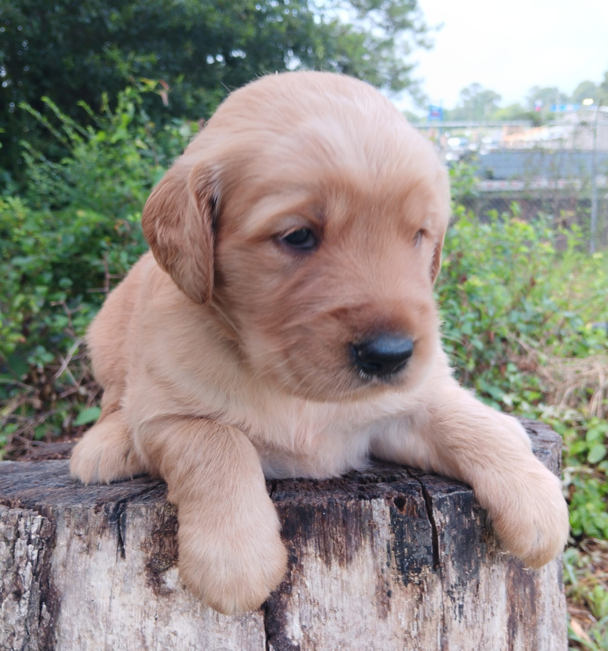 Golden Retriever Puppies for Sale – Cartersville, GA | Golden Retrievers Atlanta