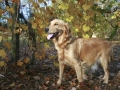 alisia