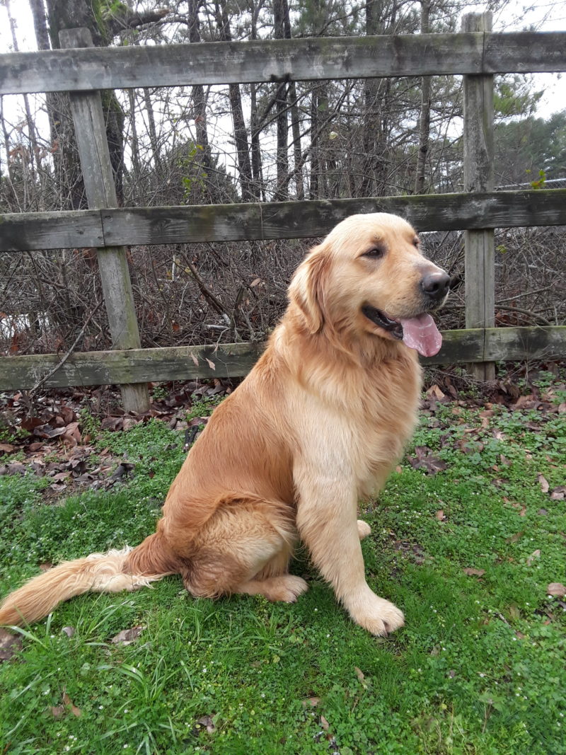 Adult Golden Retrievers | Breeders | Stud Service | Atlanta | Golden ...