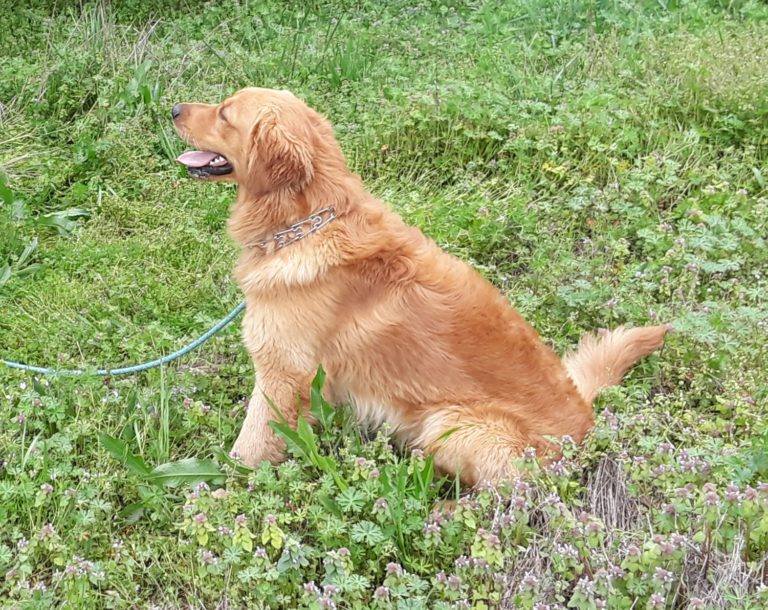 Adult Golden Retrievers Breeders Stud Service Atlanta Golden