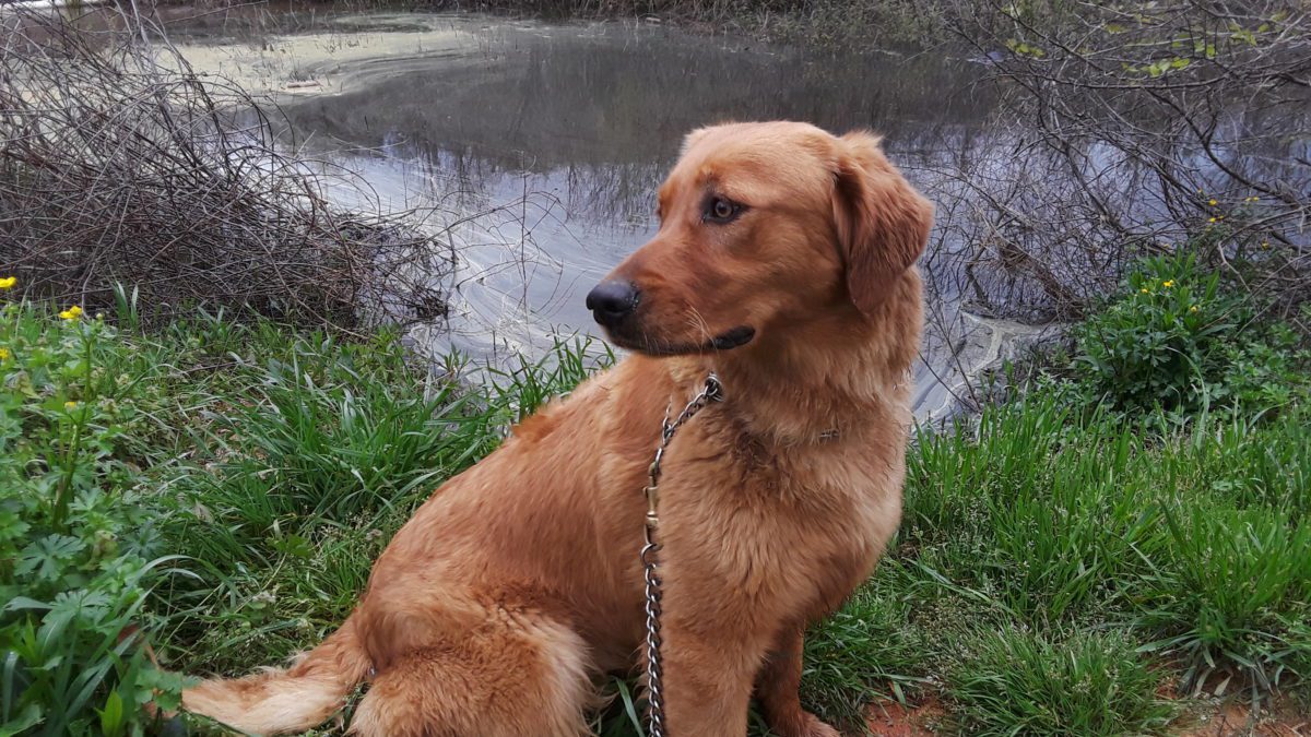 Adults for Sale Golden Retrievers Atlanta