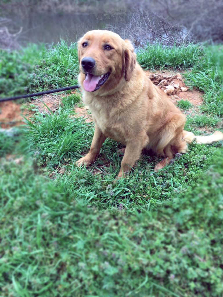 Adult Golden Retrievers | Breeders | Stud Service | Atlanta | Golden ...