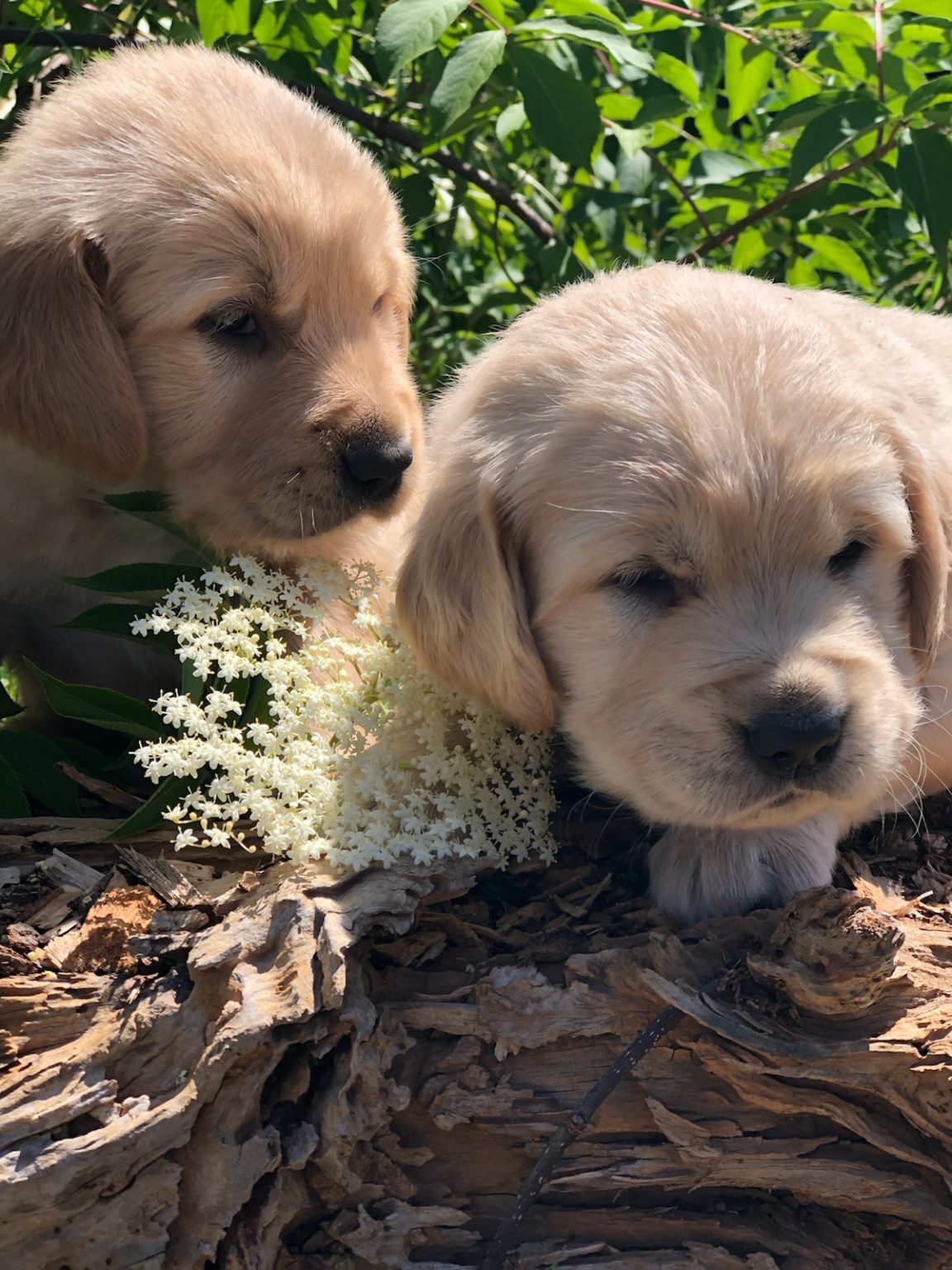 Golden Retriever Pupplies for Sale | Atlanta | Cartersville, Georgia