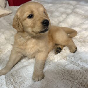 Cute Golden Retriever Puppies. North Georgia. Vet. Checked.